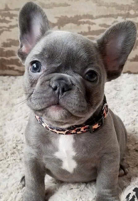 BULL PHÁP
