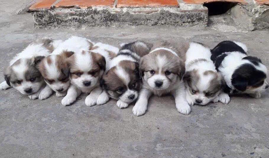 Chó Nhật