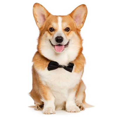 CORGI