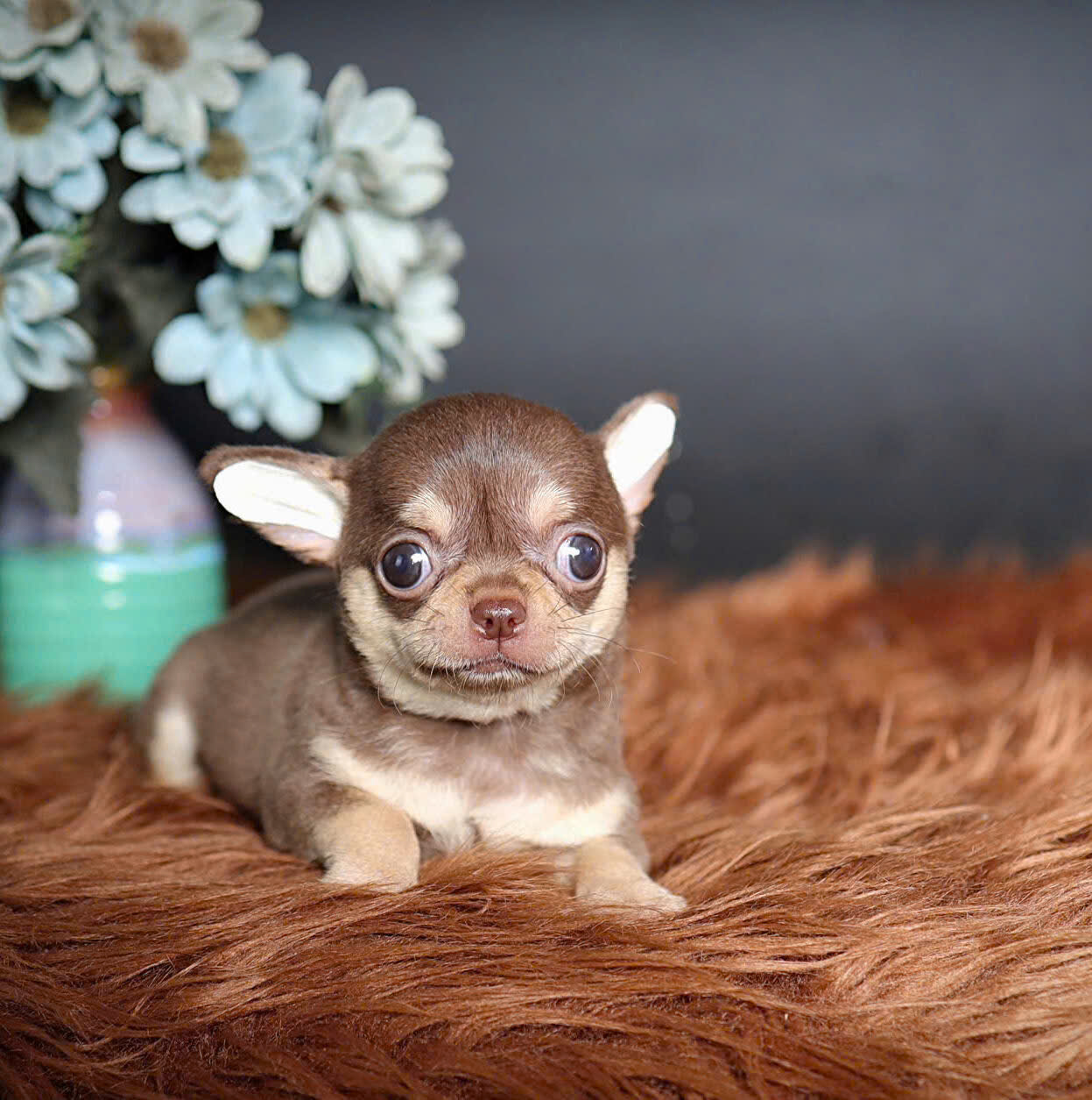 Chó chihuahua