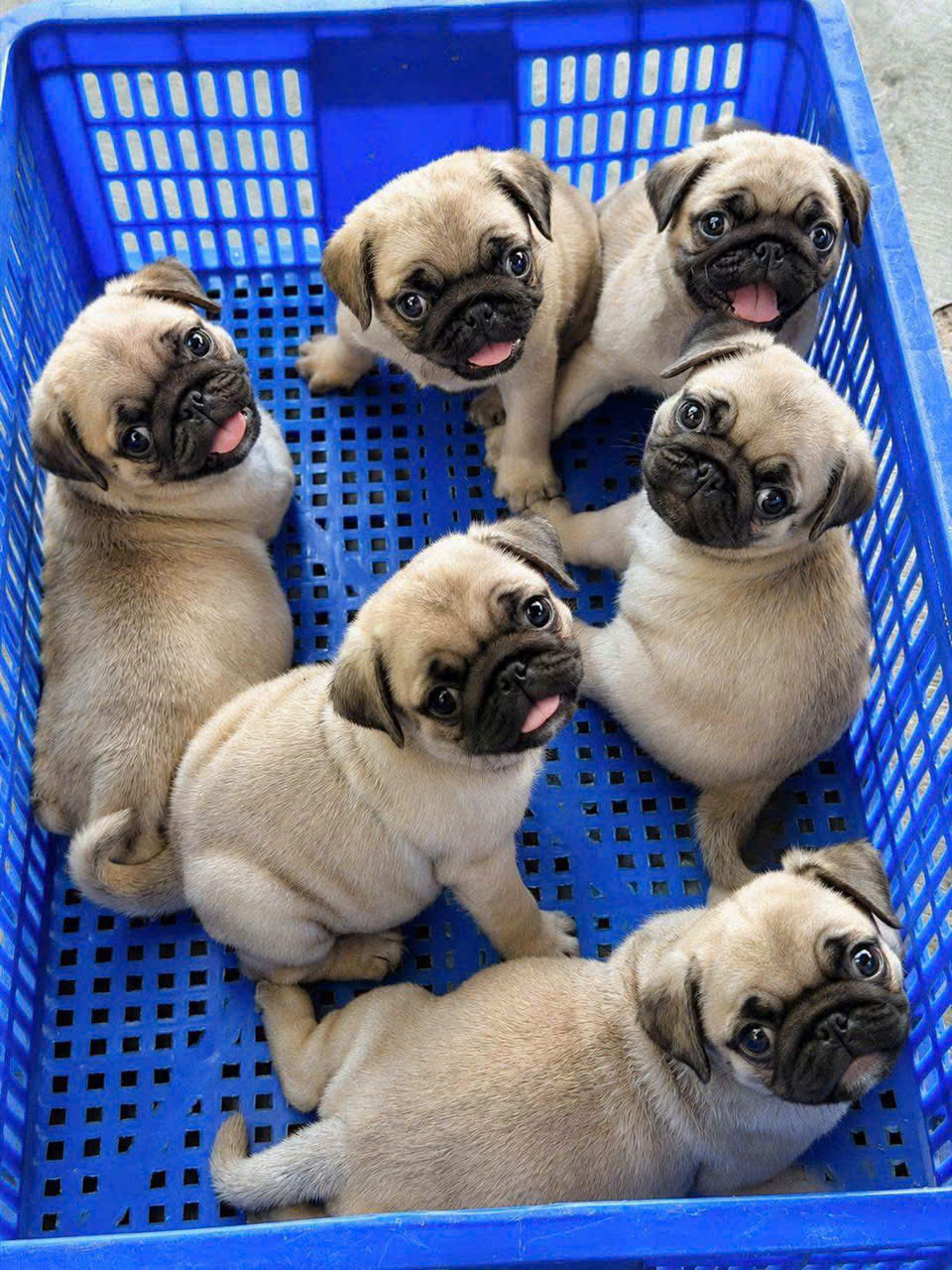 chó PUG