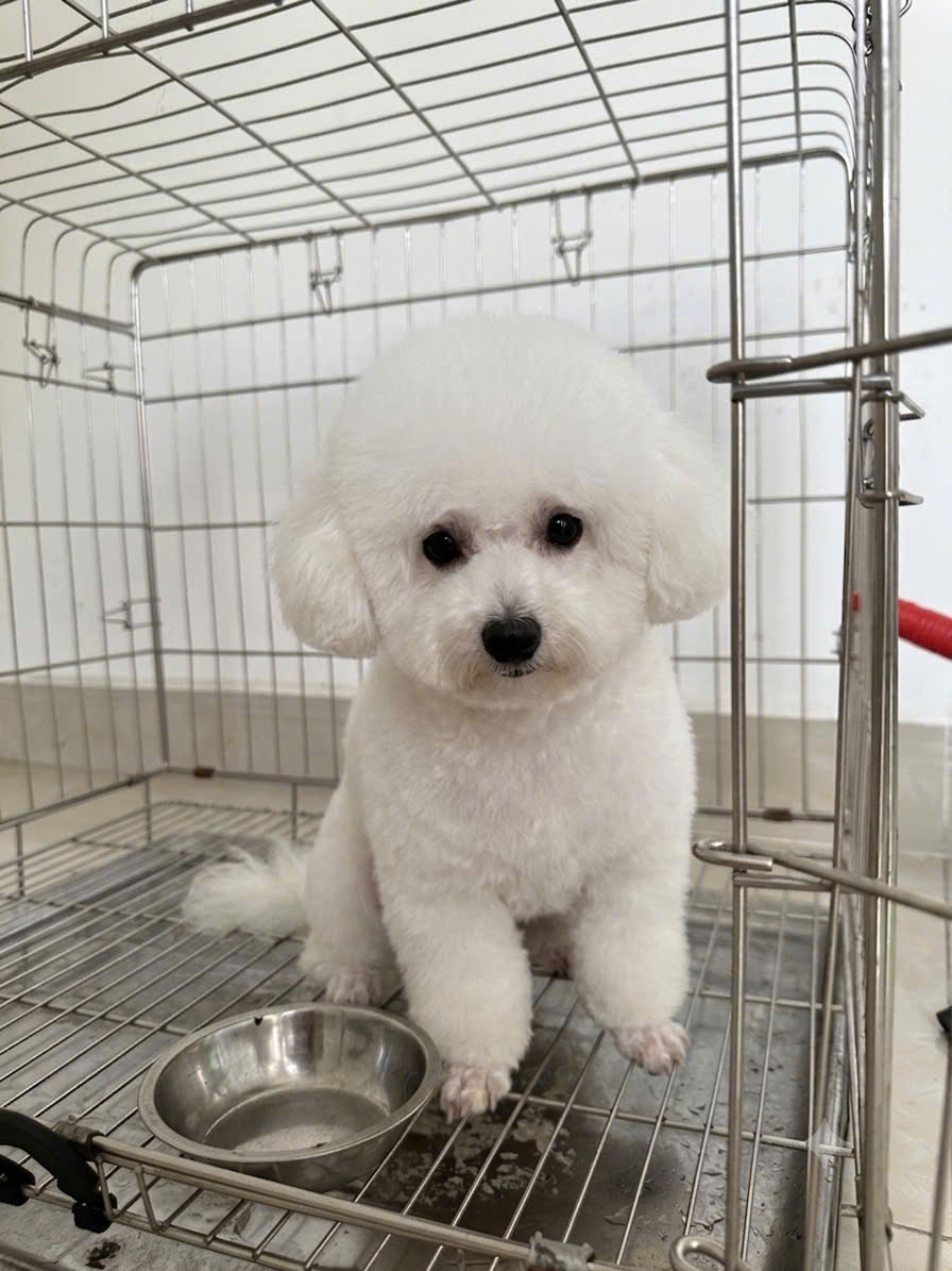 Thu mua chó mèo cảnh, chó kiểng tại thành phố Hồ Chí Minh