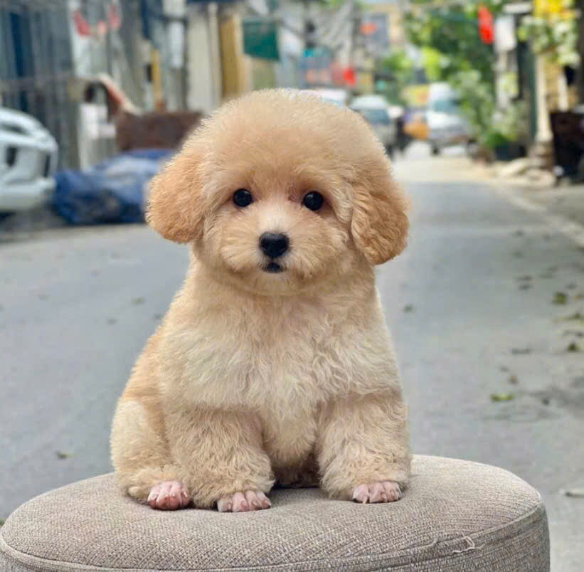 Chọn mua một chú chó poodle khỏe đẹp như thế nào