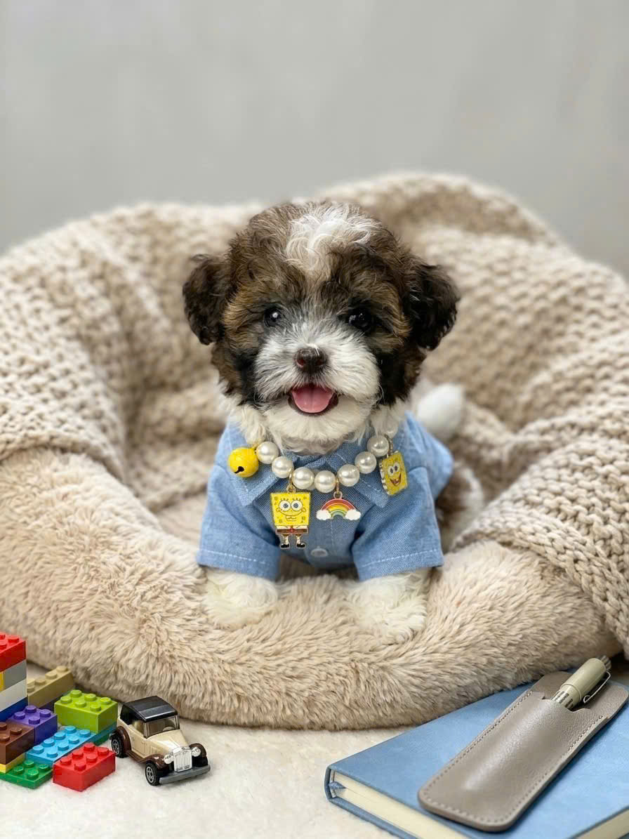 Mua chó poodle ở thành phố Hồ Chí Minh tại đâu